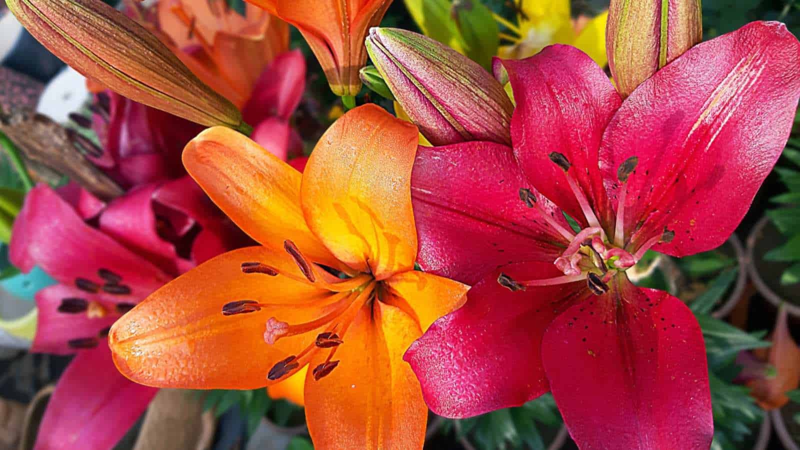 Lily Flower Care